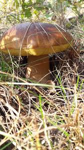 P Blazejewski In 2020 Pilze Steinpilze Champignons