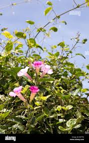 Image result for Lepistemon owariensis