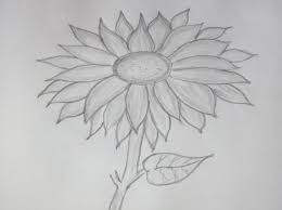 Pastel dan kertas gambar atau duplek atau. 39 Gambar Sketsa Bunga Indah Sakura Mawar Melati Matahari Anggrek Teratai