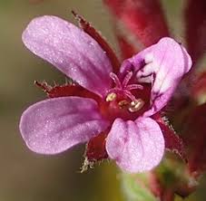 Image result for Pelargonium grossularioides