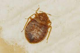 If you're searching for a reliable bed bug exterminator to tackle a bug problem at your house in gilbert, az, choose rebellion pest defense. Bed Bugs Do I Need To Worry About Them In Arizona Varsity Termite