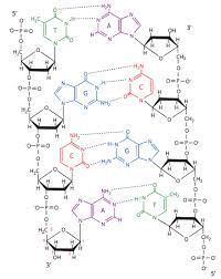 It allows something called complementary base pairing. 7 1 Dna Structure Biology Libretexts