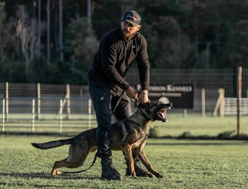 Dog trainer working with a dog
