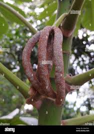 Image result for Cecropia pachystachya