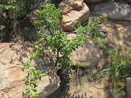 Image result for Ochna inermis