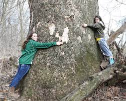 We did not find results for: Michigan Big Tree Hunt Turns Up This Monster Sycamore In Lenawee County Michigan Radio