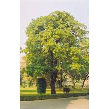 Image result for Alstonia