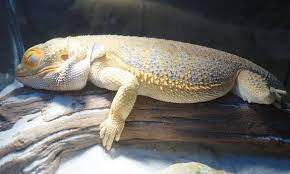 Bearded Dragon Brumation What To Do Now For Babies And Adults
