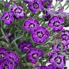 Image result for Dianthus