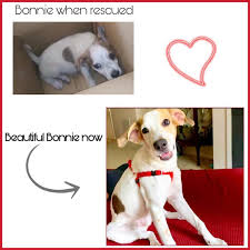 Meet Bonnie Bonnie Was Found As A Puppy Shaking In Fear All Alone And Abandoned In A Box We May Never Dogs Bonnie Dog Cat