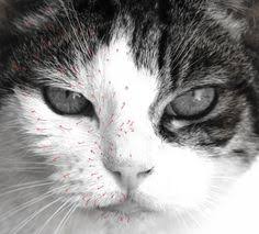 Beginner Black Cat Face Paint Pin By Red Specs On Personal Cat Art Painting Cat Painting Cat Face Drawing