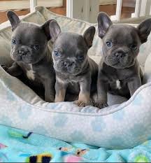 French bulldog puppies kc registered a fantastic litter of 9 born 3rd january. Pennysaver Well Trained French Bulldog Puppies Text 8143398200 In Hudson New Jersey Usa