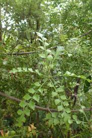 Image result for Phyllocladus trichomanoides