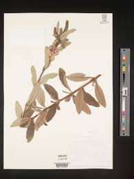 Image result for Sesamum calycinum