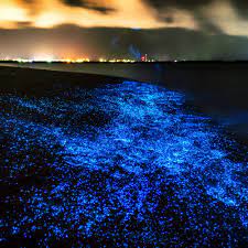50 Bucket List Ideas For Your Next Dream Trip Beach At Night Starry Night Sky Dark Beach