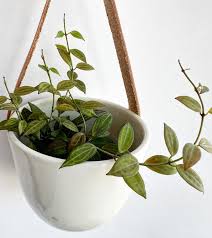 Image result for Mostuea microphylla