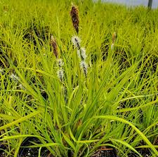 Image result for Carex cognata