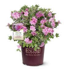 Encore Azalea Encore Azalea 2 Gal Autumn Carnation Shrub With Semi Double Pink Flowers 14800 The Home Depot In 2021 Azalea Shrub Azaleas Reblooming Flowers