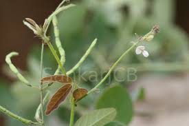 Image result for Desmodium scorpiurus