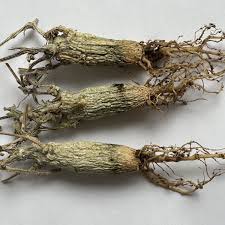 Image result for Corallocarpus bainesii