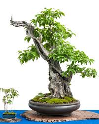 Cornus Mas Bonsai Bonsai Tree Bonsai Garden Bonsai Tree Care