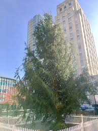 Join the festivities at the american tobacco tower lighting in durham. Cityofdurhamnc On Twitter Tonight Is The Night Join Downtowndurham Beginning At 7pm For Our Community S Free Tree Lighting Ceremony In Downtown Durham Directly After Atcdurham S Tower Lighting Follow Puppets Drummers Up