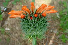 Image result for Leonotis nepetifolia