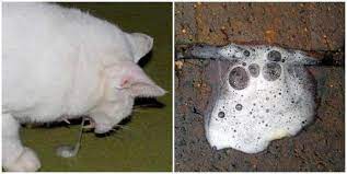 Animal Wised On Twitter Why Is My Cat Vomiting White Foam Causes And Recommendations Https T Co Pi9cvcksz4 Cats Https T Co Zqsct2xcch Twitter