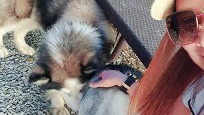 Alaskan malamute puppy lady zelda (white). Alaskan Malamute China Puppy Home Facebook