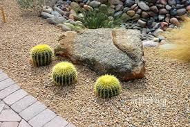Because of these adaptations, cacti are able to survive in the desert where most plants would die. Golden Barrel Cacti So Many Uses Azplantlady Com