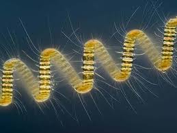 Image result for Meiosperma debile