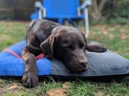 Disposable hospital bed sheets/pillow cover/blanket. Home Ecodaisy Orthopedic Dog Beds