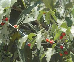 Image result for Corallocarpus welwitschii