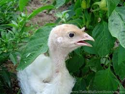 How To Raise The Best Turkeys In 2020 Raising Turkeys Raising Farm Animals Farm Animals