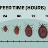 The gulf coast tick can transmit rickettsia parkeri rickettsiosis, a less severe form of rocky mountain spotted fever. 3
