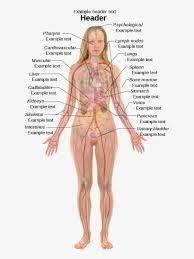 We know it can be difficult to learn the concepts of anatomy if you don't know what some anatomical terms mean. Ù¡Ù¥Ù  Ù„Û• Ù¢Ù¤Ù  Ù¾ÛŒÚ©Ø³Û•Úµ Female Body Organ Anatomy Free Transparent Png Download Pngkey
