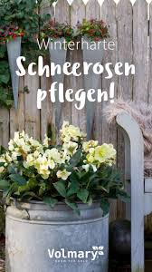 Rose Des Winters Schneerosen Pflegen Plant Happy Winter Blumen Pflanzen Pflanzen Shop