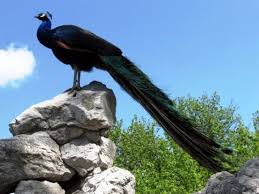 Birds Vogel Kus Tavus Kusu Kusu