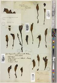 Image result for Loudetia phragmitoides