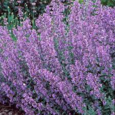 Image result for Nepeta × faassenii