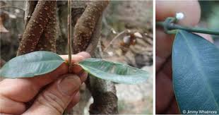 Image result for Secamone racemosa