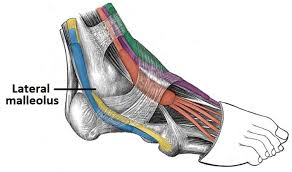 One of the most important tendons in terms of mobility of the leg is the achilles tendon. Muscles Of The Anterior Leg Attachments Actions Teachmeanatomy
