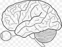 The source code of this svg is valid. Outline Of The Human Brain Human Body Heart Diagram Unlabeled Head Anatomy Human Brain Png Pngwing