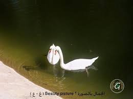 Pin By غسان العلي On صور مشكلة حيوان وحشرات وطيور Animals Bird