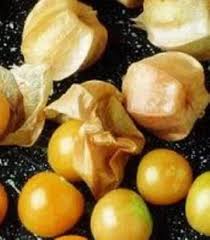 Image result for Physalis pubescens