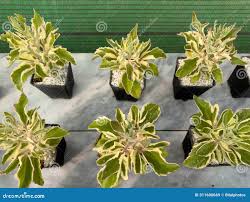 Image result for Kalanchoe laciniata