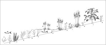 Image result for Pycreus fluminalis