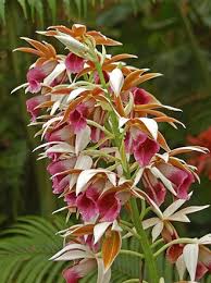 Image result for Phaius occidentalis