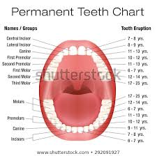 Teeth Diagram Chart Schematics Online