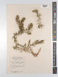 Image result for Ceratophyllum submersum